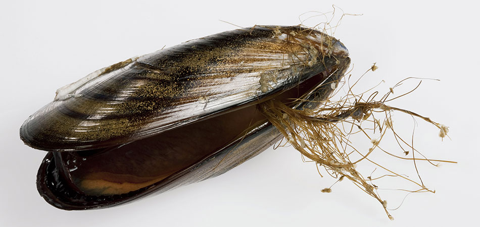 Open mussel with visible byssal threads