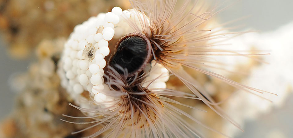 Sandcastle worm