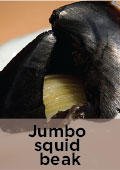 Jumbo squid beak