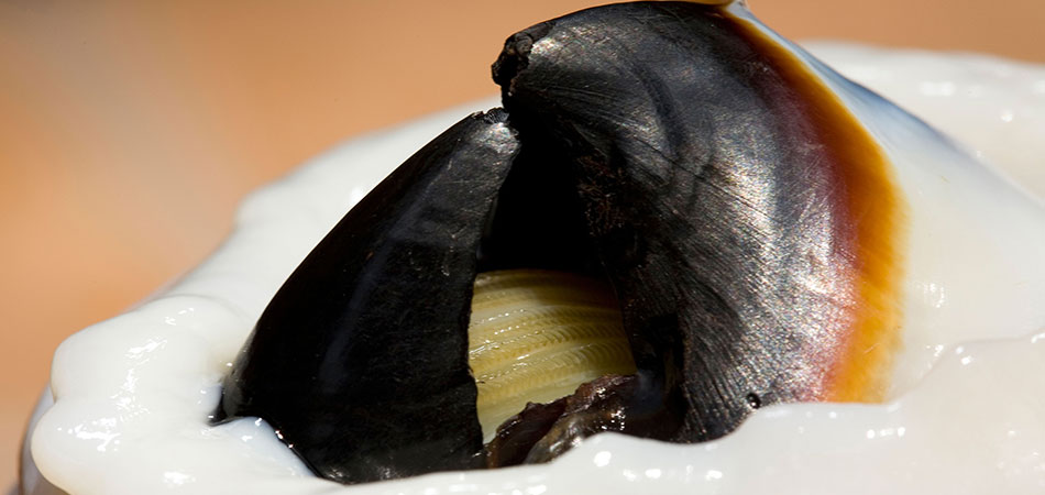 Jumbo squid beak
