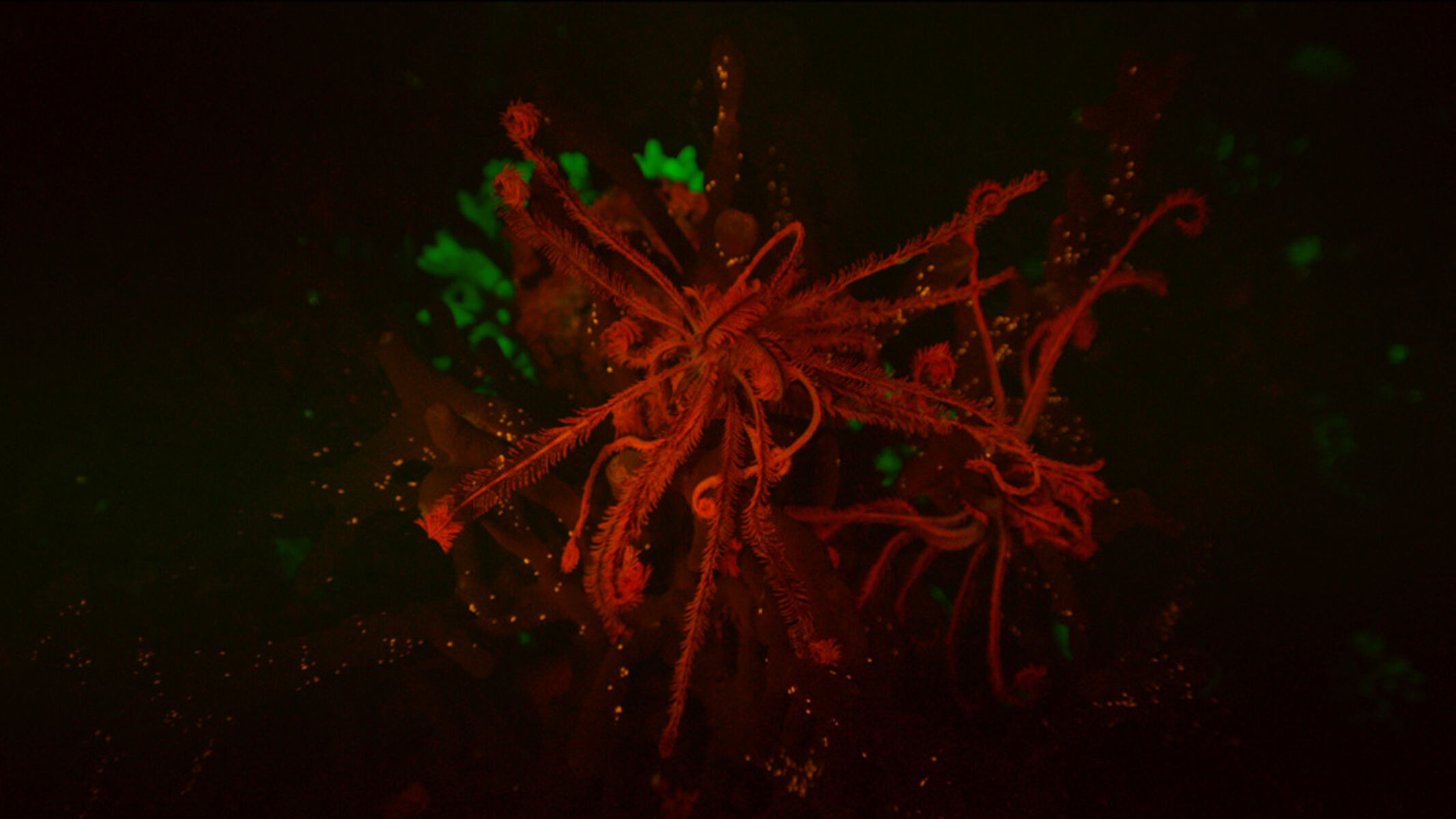 Fluorescent crinoid