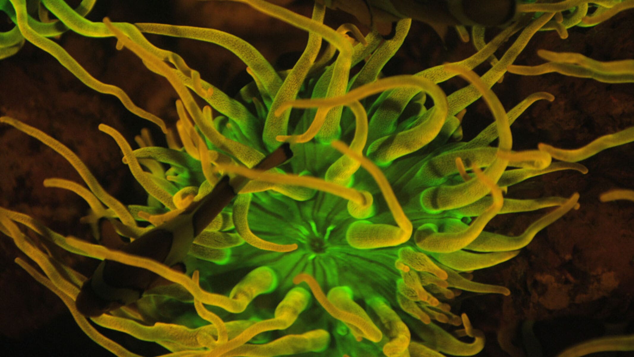 Clownfish