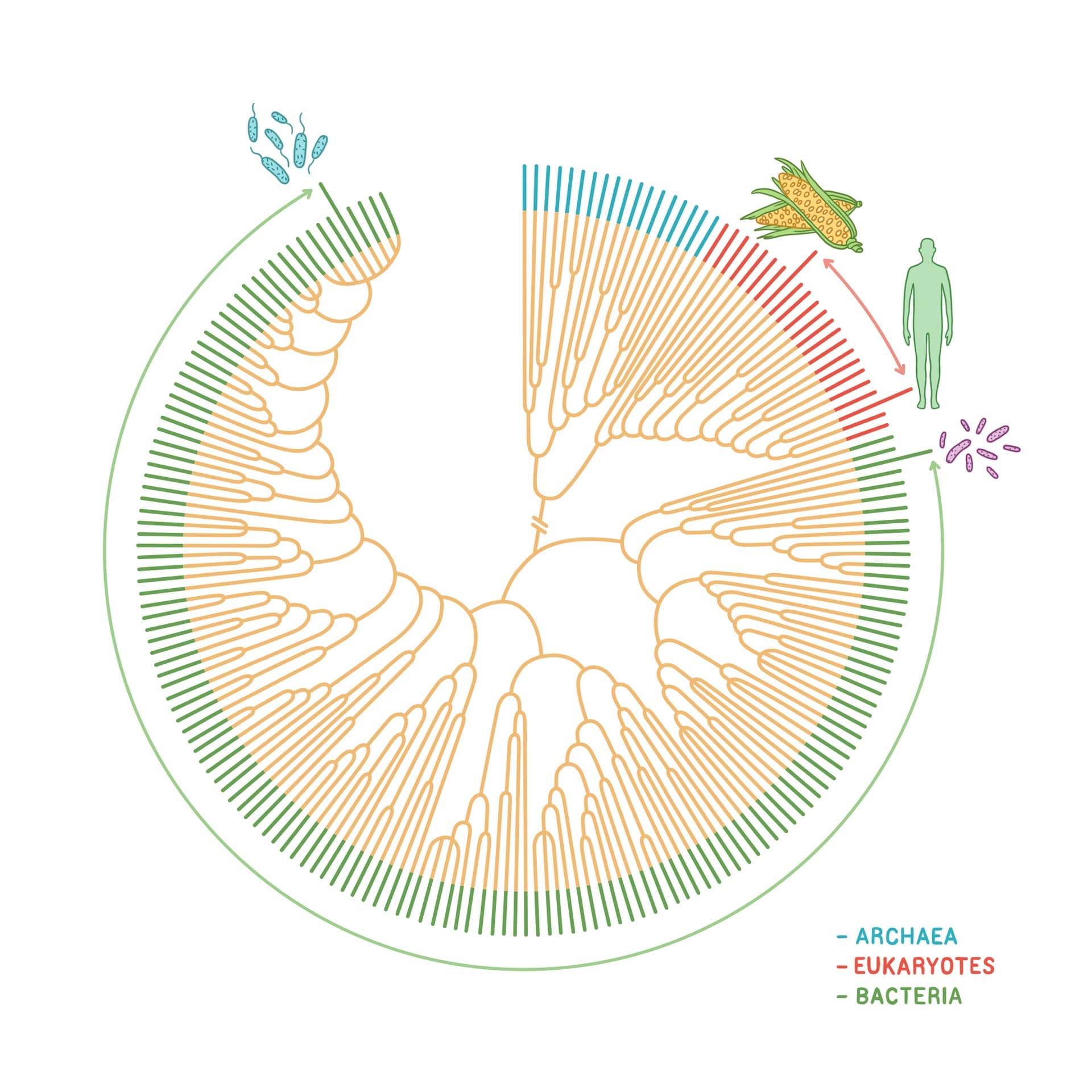 Check out more apps from the American Museum of Natural History