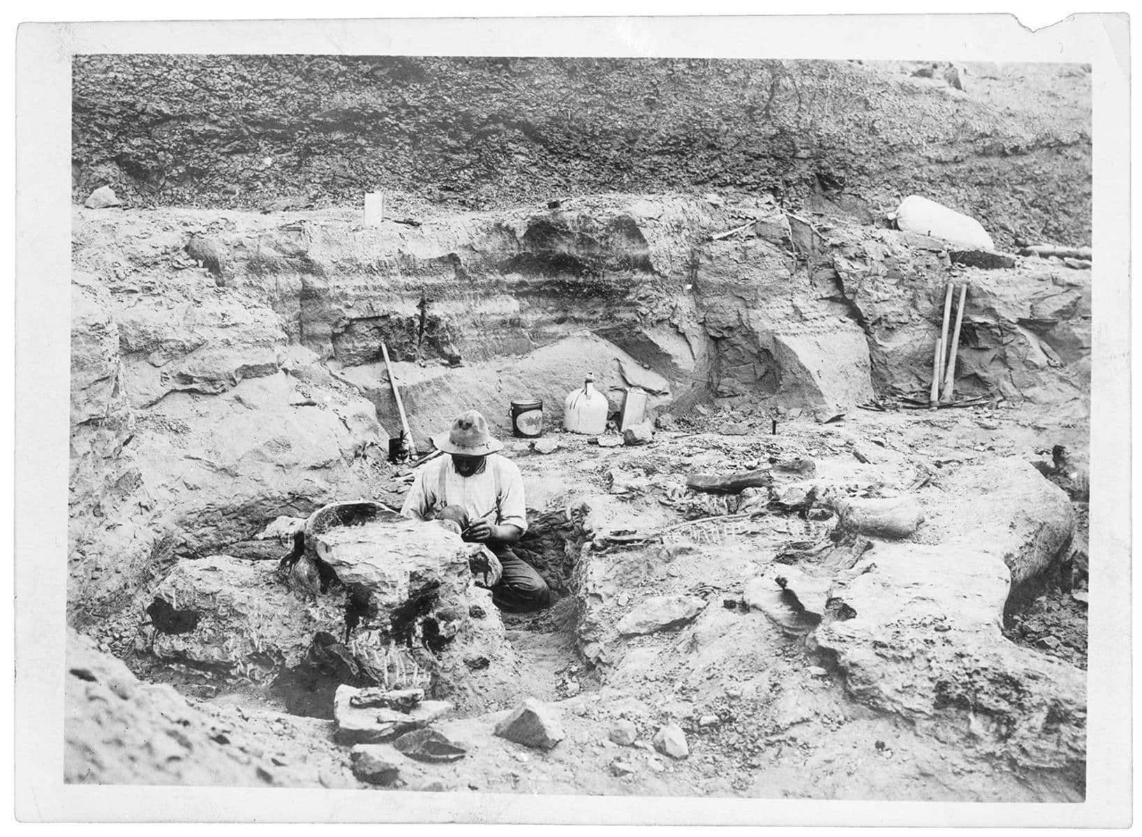 Man digging a T. rex skull