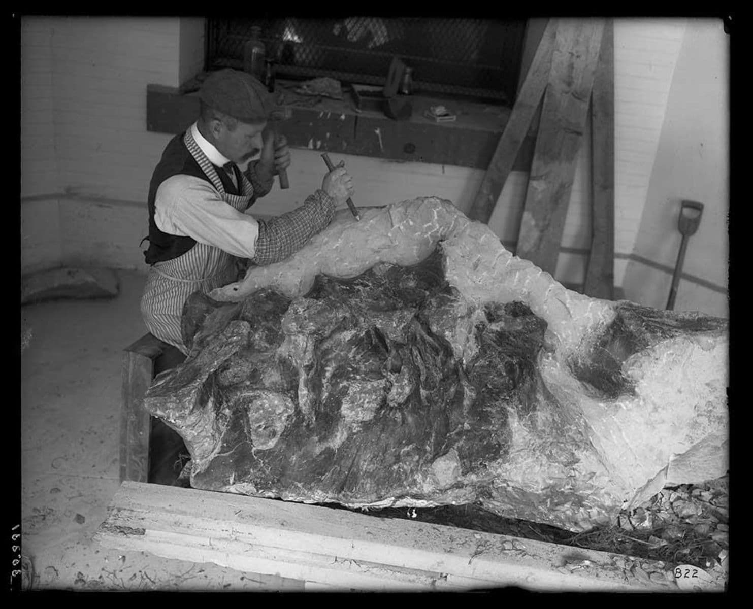 Preparing the T. rex pelvis.