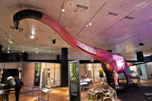 In a Museum exhibition hall, a model of a sauropod with an extremely long neck and small head, holding green leaves in its mouth, its tail held aloft.