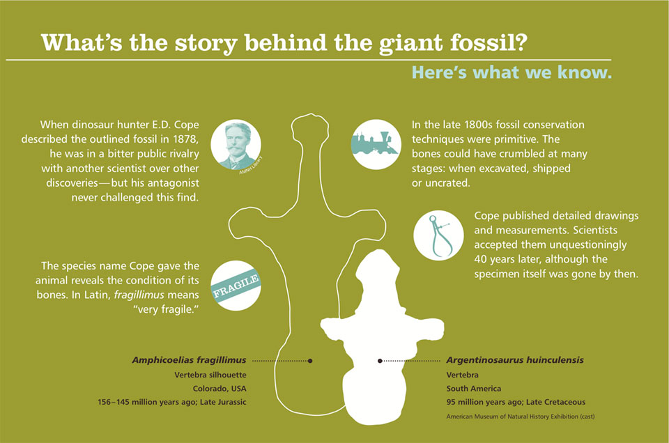 A slide with the outlines of two vertebrae and text about the fragility of fossil specimens in the 1800s.