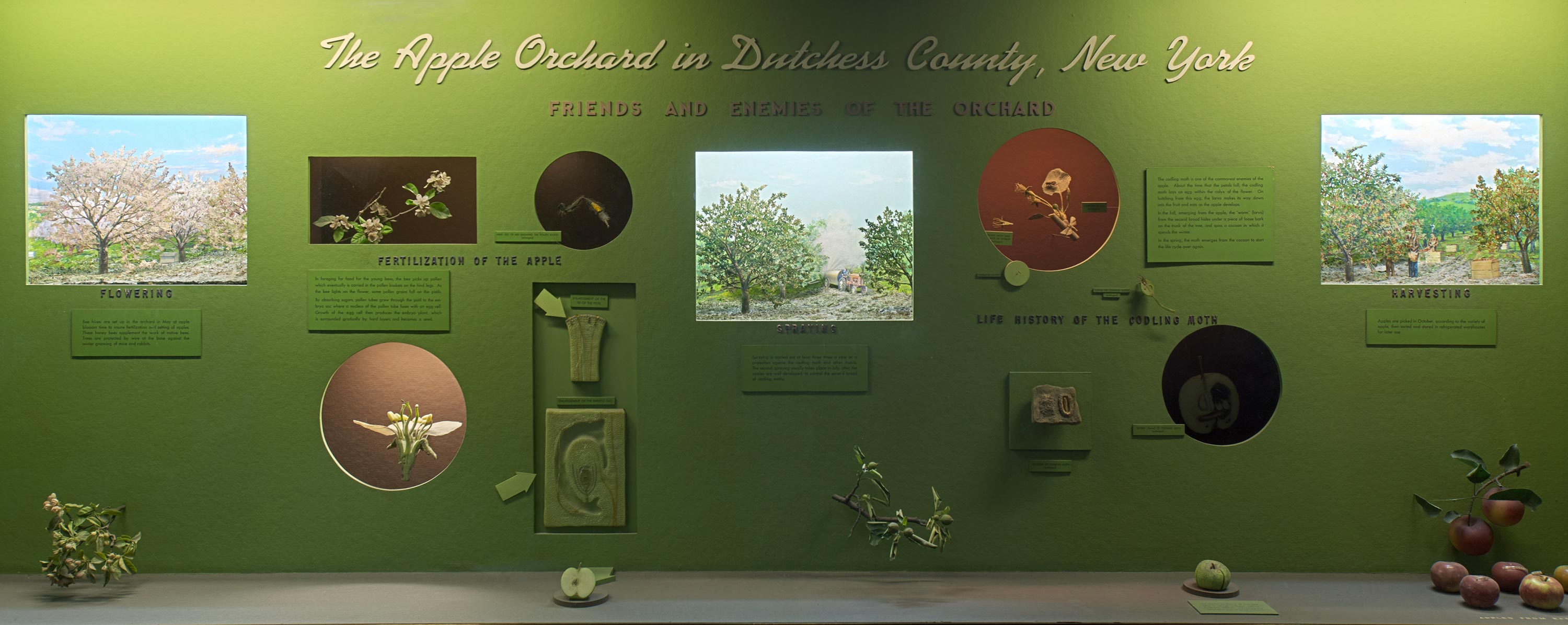 Museum case containing models and dioramas illustrating the varieties, reproduction, spra and pests of the apple orchard in Dutchess County, New York.