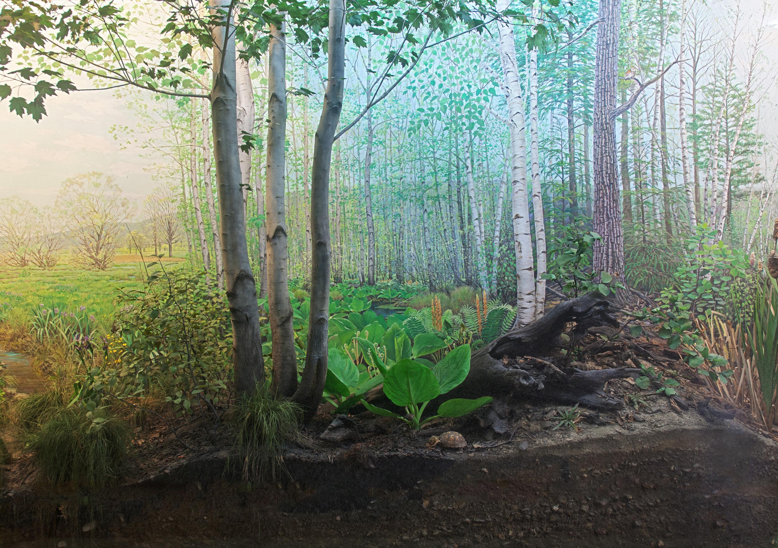 Section of a diorama showing a cross section of a swamp.