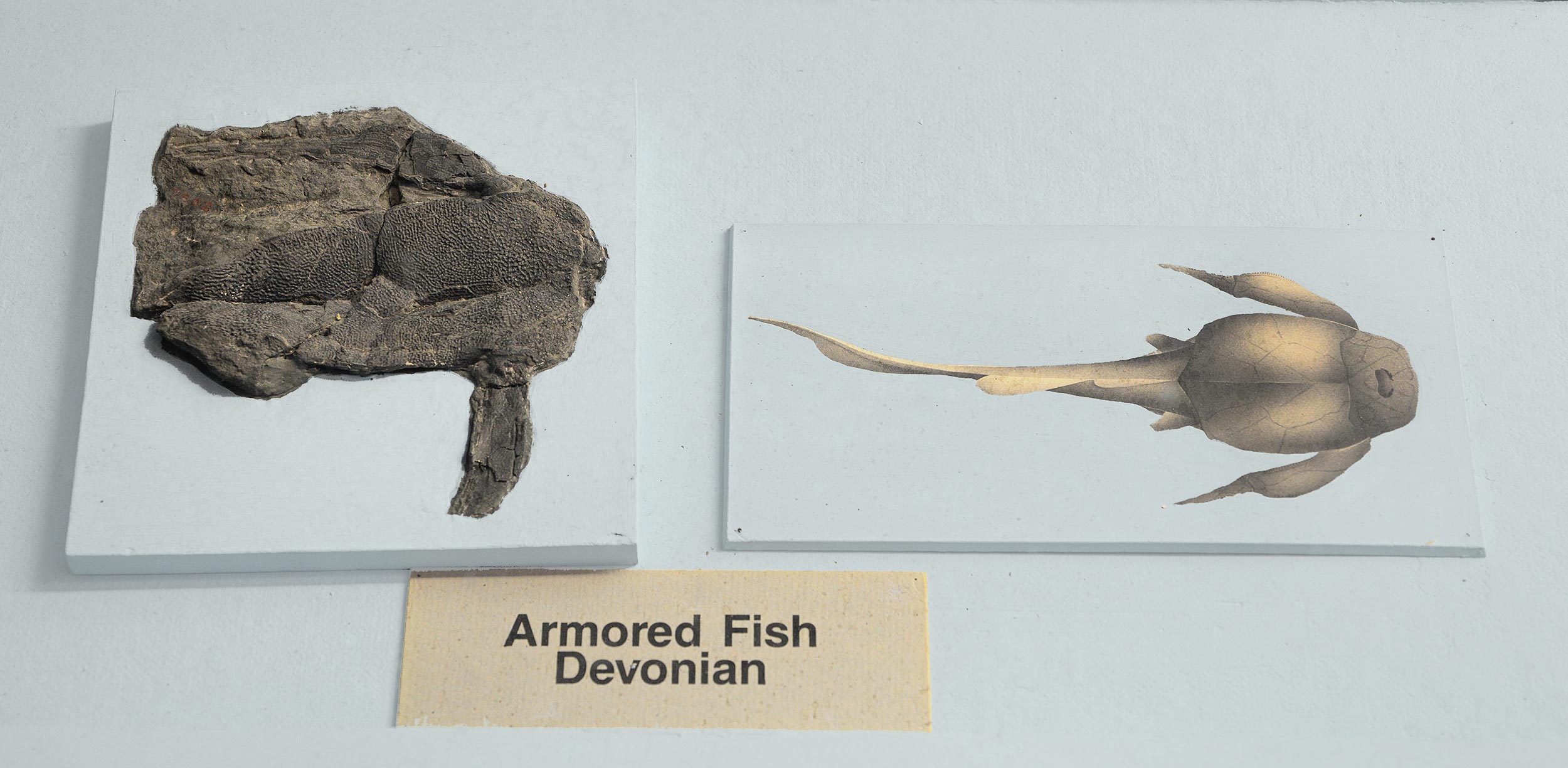 Fossil and illustration of armored fish