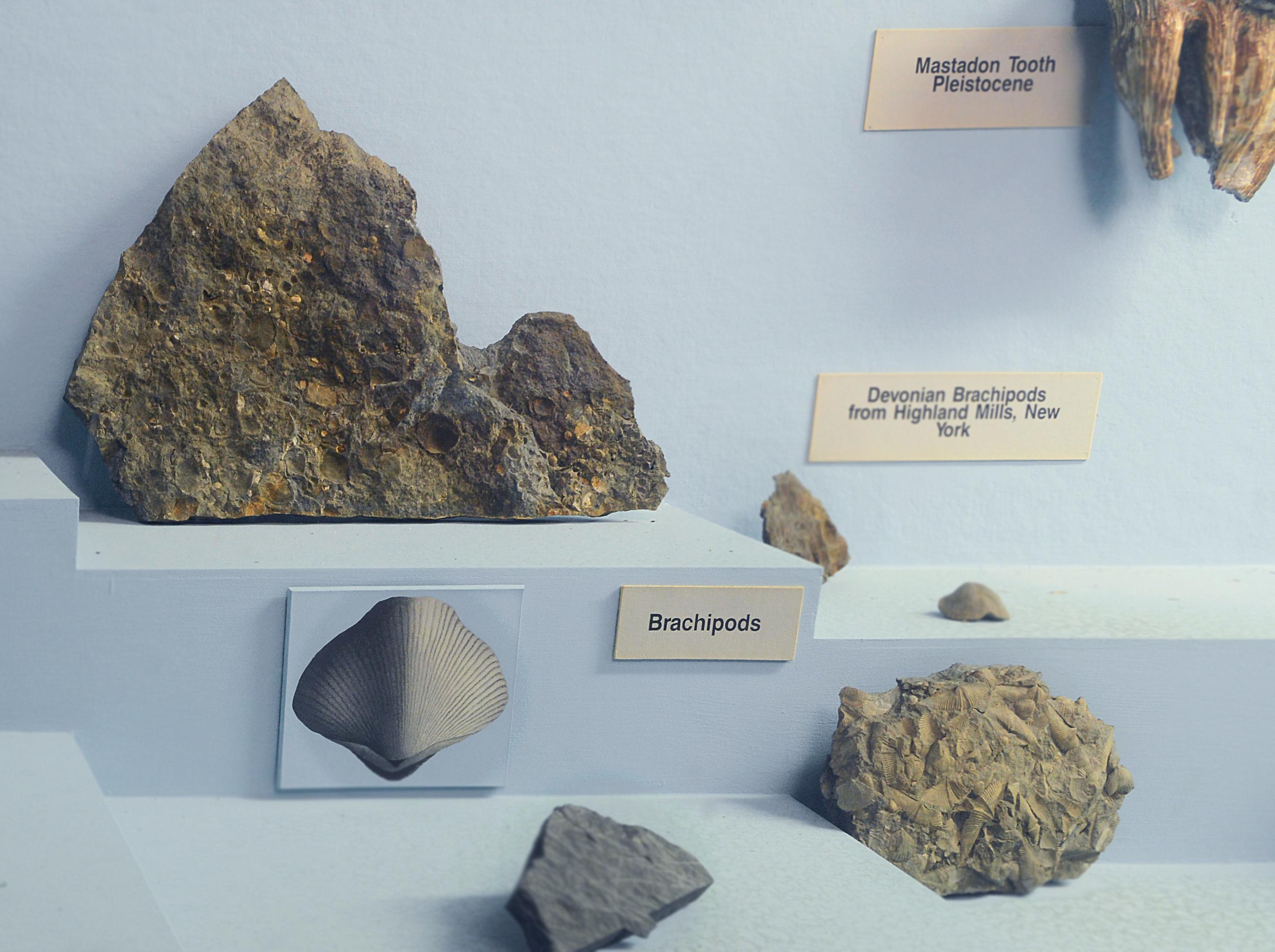 Fossils and illustration of brachipods