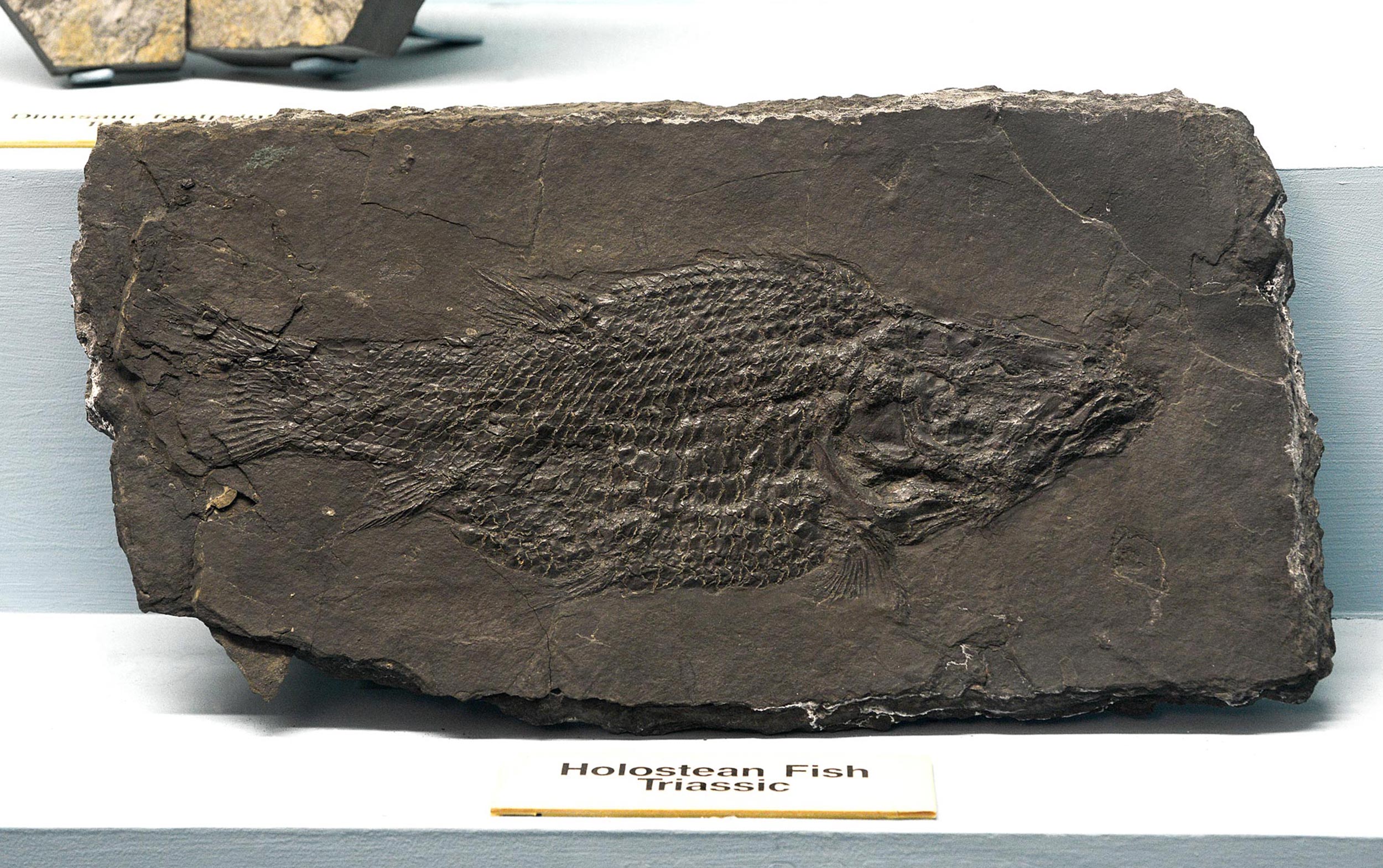 Holostean fish in museum case