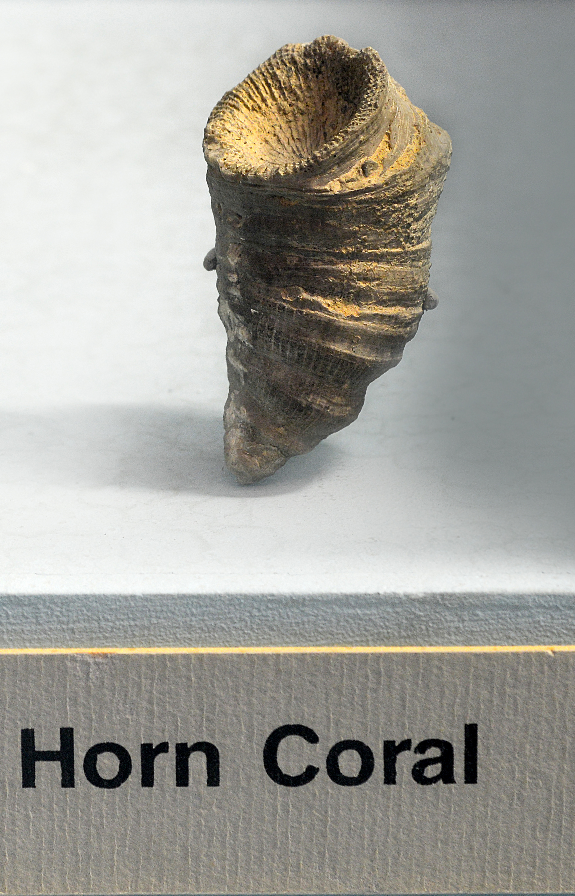 Horn coral in museum case