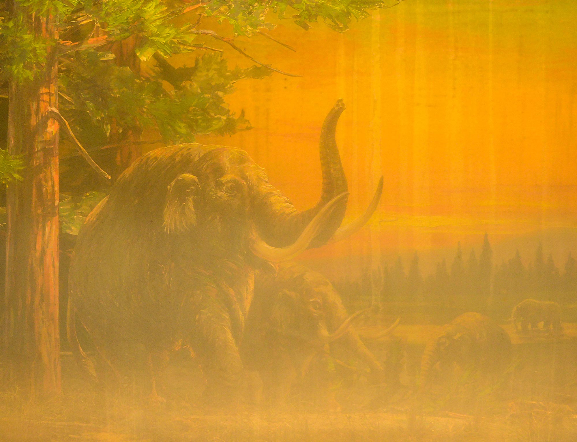 Diorama illustrating pleistocene mammals