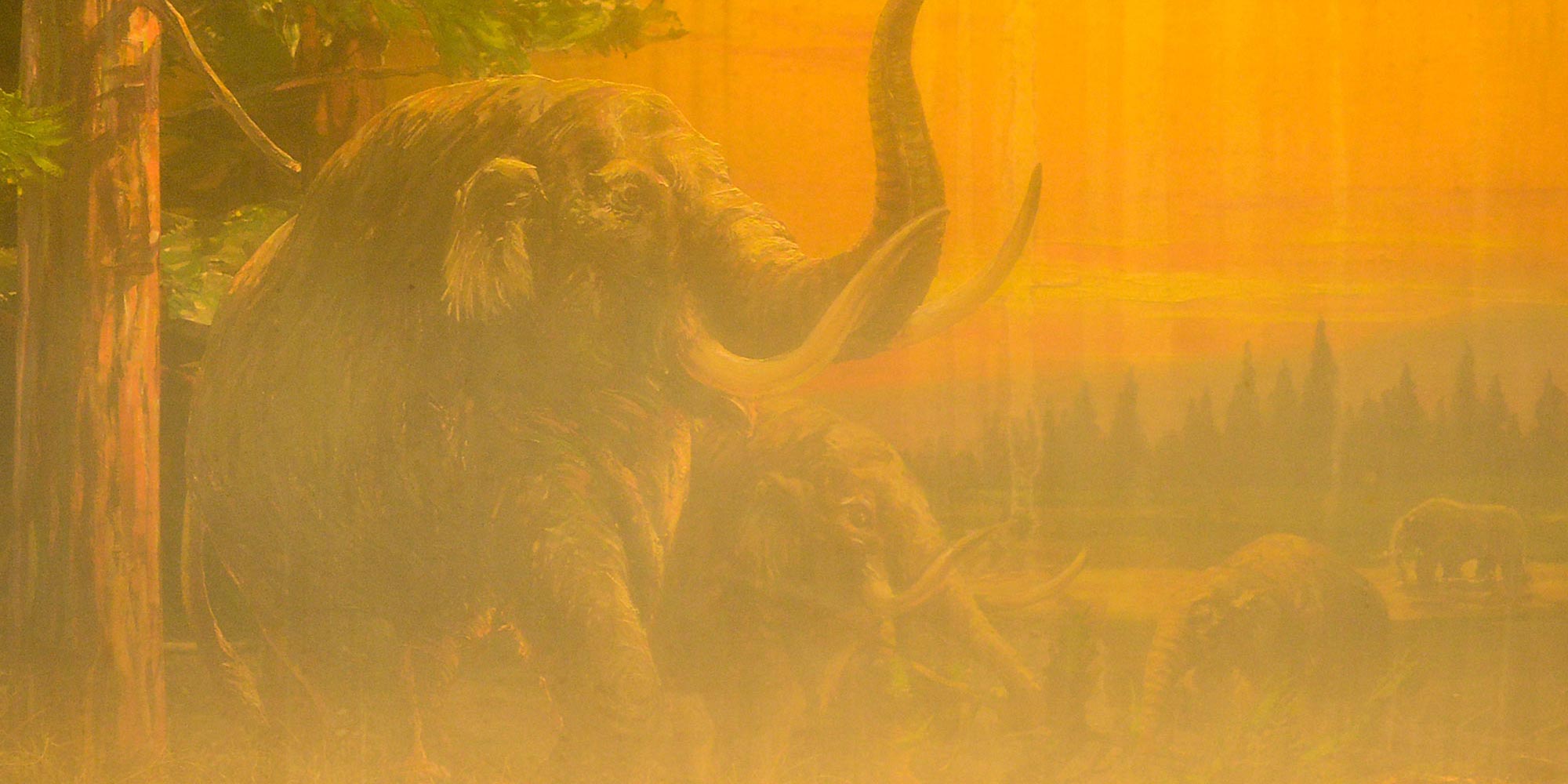 Diorama illustrating pleistocene mammals