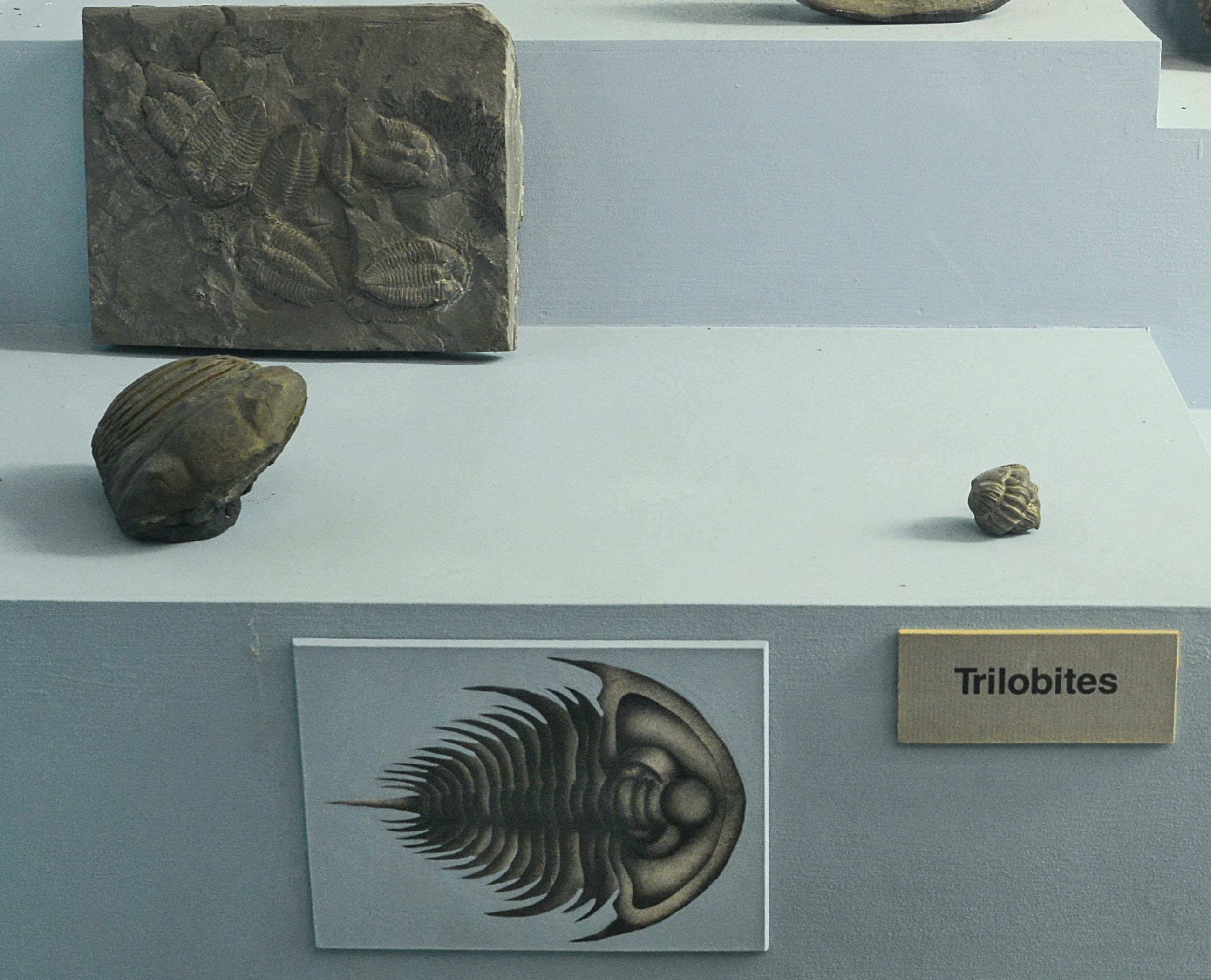 Trilobites