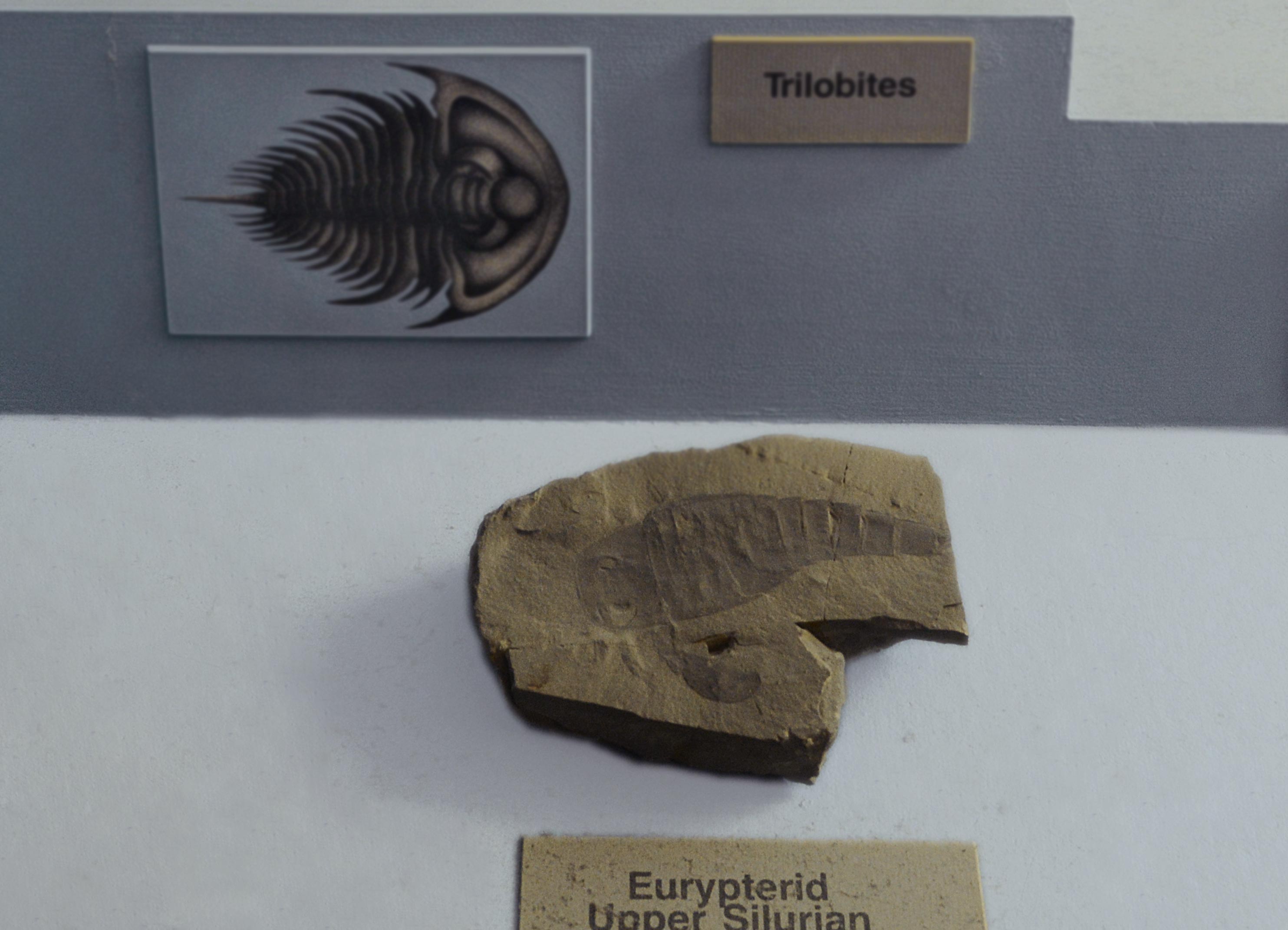 A fragment of rock holding a fossilized euryptid, an extinct arthropod informally known as a sea scorpion.