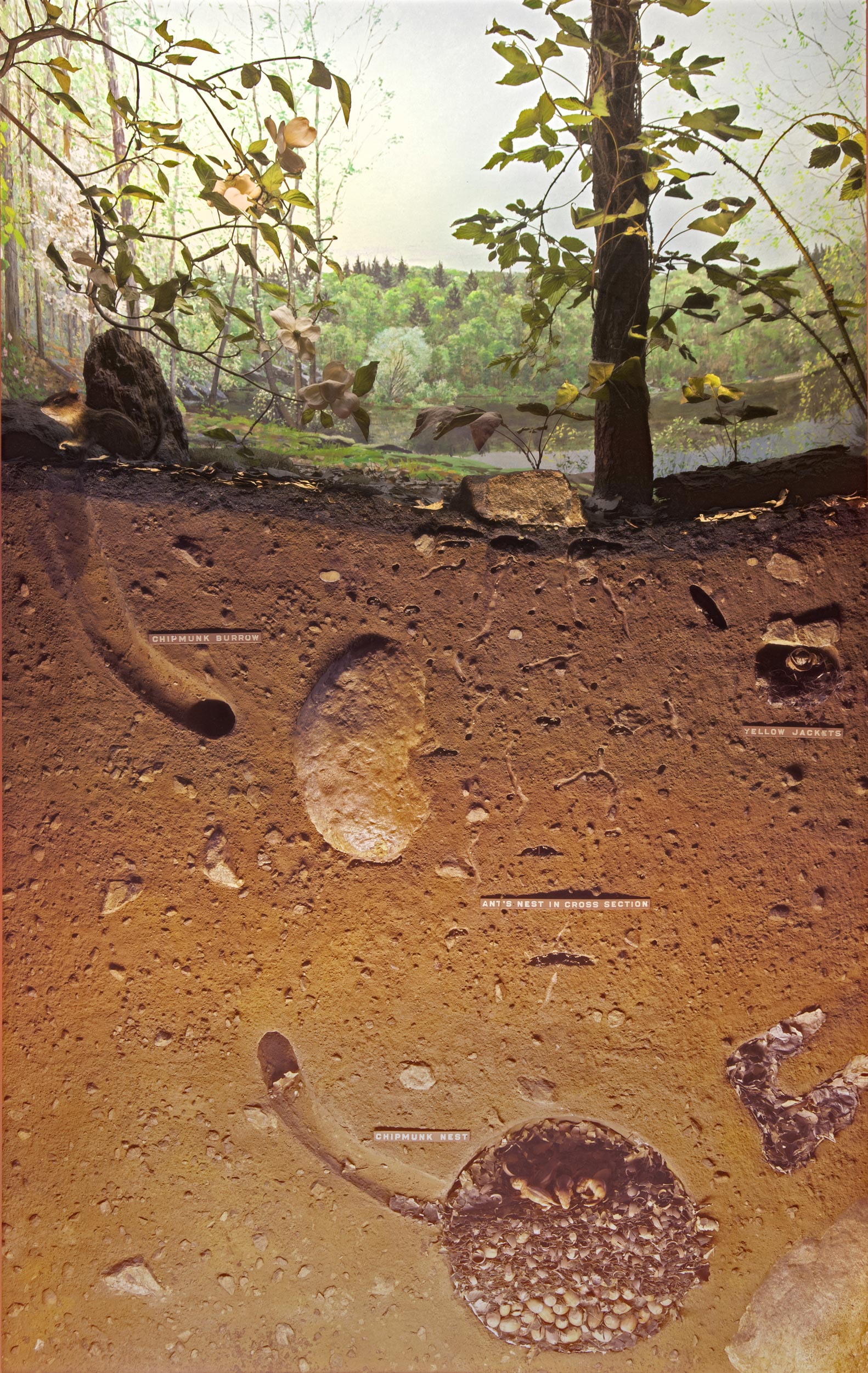 Diorama showing the landscape and cross section of the soil of the woodland during the spring season.