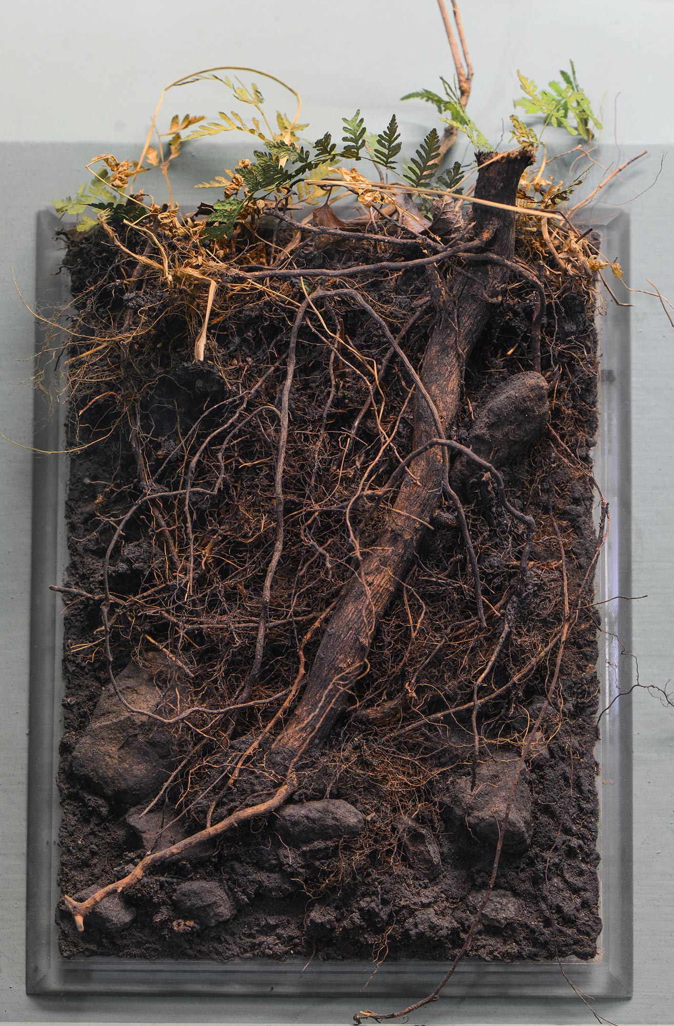 limestone soil profile