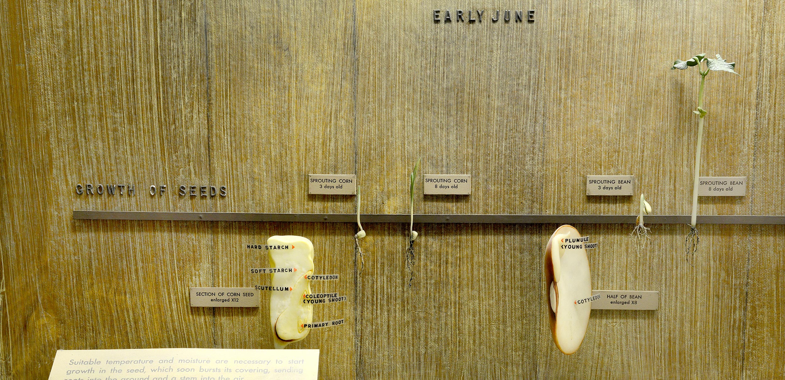 Section of museum window showing models illustrating the growth of seeds.