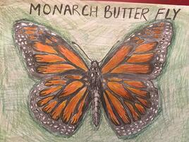 illustration of monarch butterfly on green background