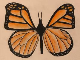 illustration of a monarch butterfly