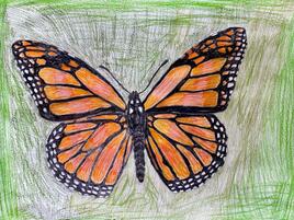 illustration of monarch butterfly on green background