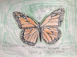 monarch butterfly illustration on green background