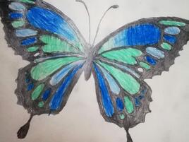 illustration of blue and green butterfly