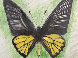 illustration of  Magellan’s Iridescent Birdwing on green background