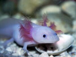 lavender axolotl with dark pink frills