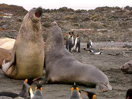 elephant seals on landscape with penguins