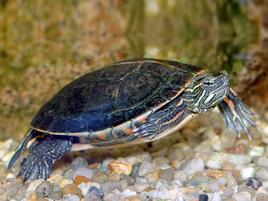 painted turtle walking on rock
