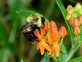 bumblebee on orange flower